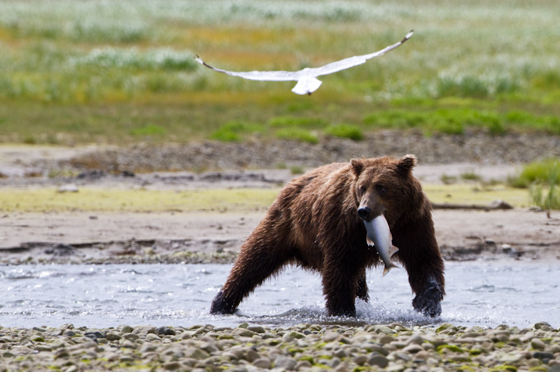 Grizzly Bear With Salmon